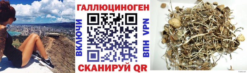 магазин    Сенгилей  Галлюциногенные грибы Psilocybe 